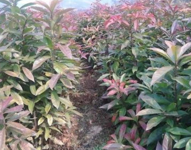 荷木苗供應(yīng)商 荷木苗直銷 廣西荷木苗