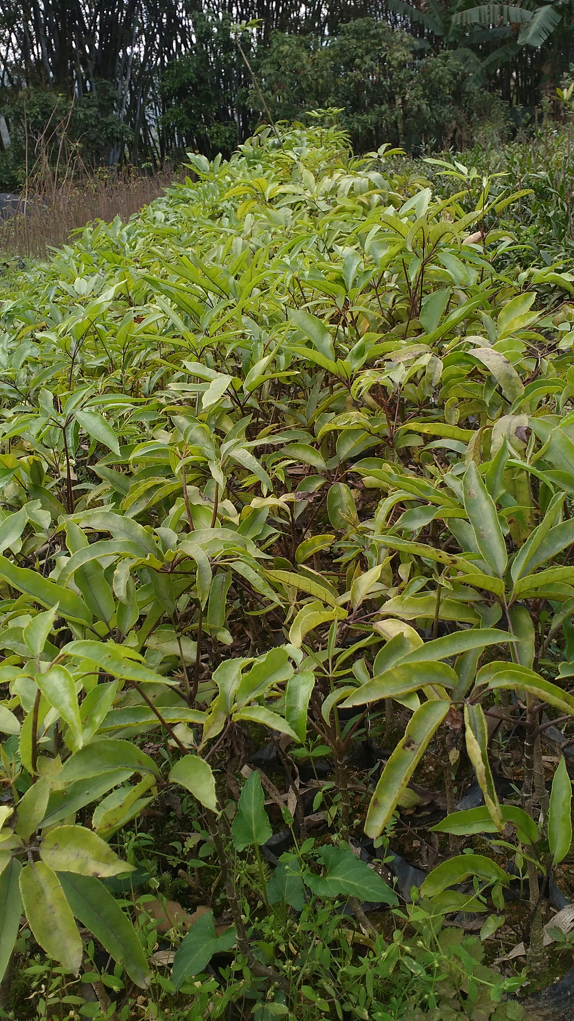 鴨腳木杯苗 廣州羅漢松杯苗種植地 羅漢松杯苗批發(fā)