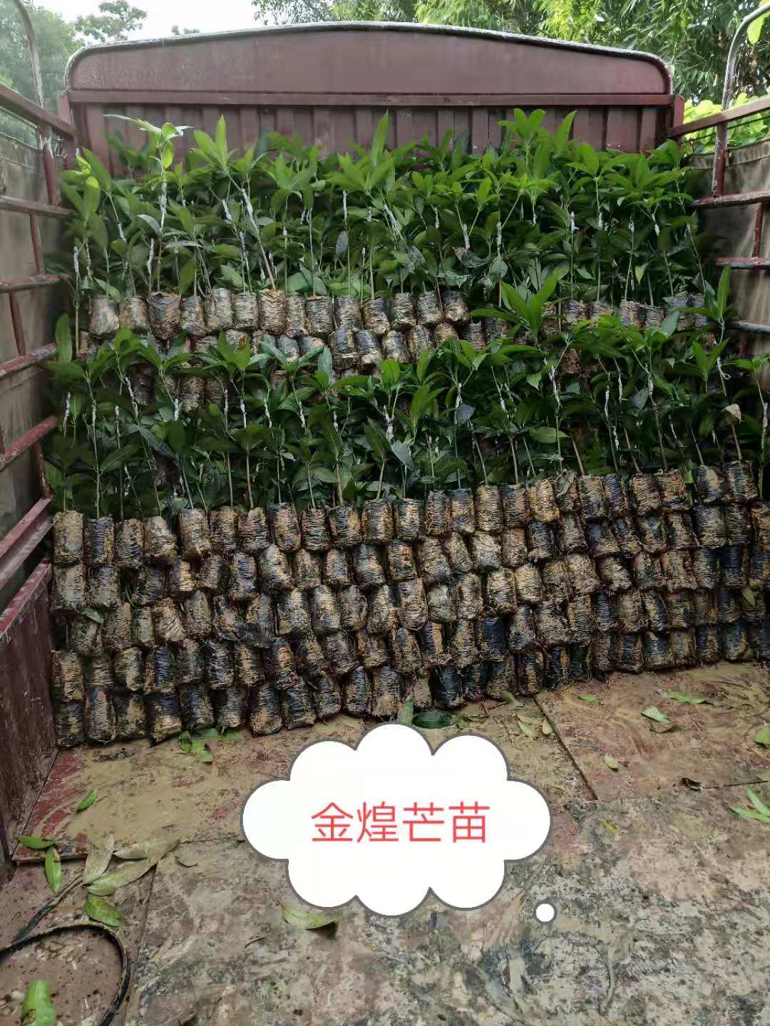 楚雄優(yōu)質(zhì)金煌芒果樹苗批發(fā)價，楚雄哪里有金煌芒果樹苗苗場苗圃，楚雄金煌芒果樹苗供應(yīng)商/供貨商