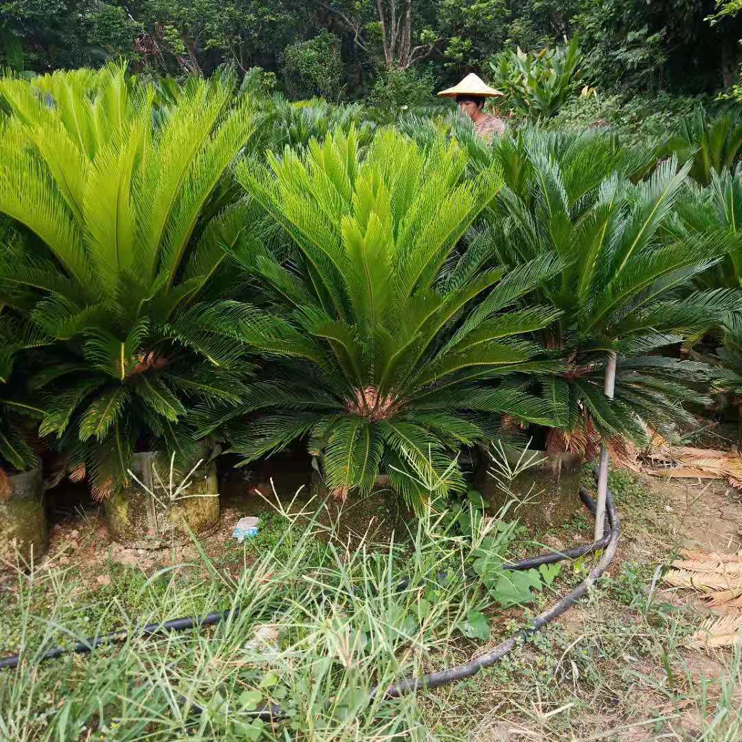 鐵樹基地直銷 批發(fā)各種規(guī)格蘇鐵
