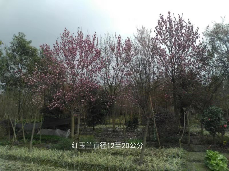 四川成都紅玉蘭直徑12-20公分-*各種工程苗-優(yōu)質(zhì)供應(yīng)商-種植基地-批發(fā)價(jià)格