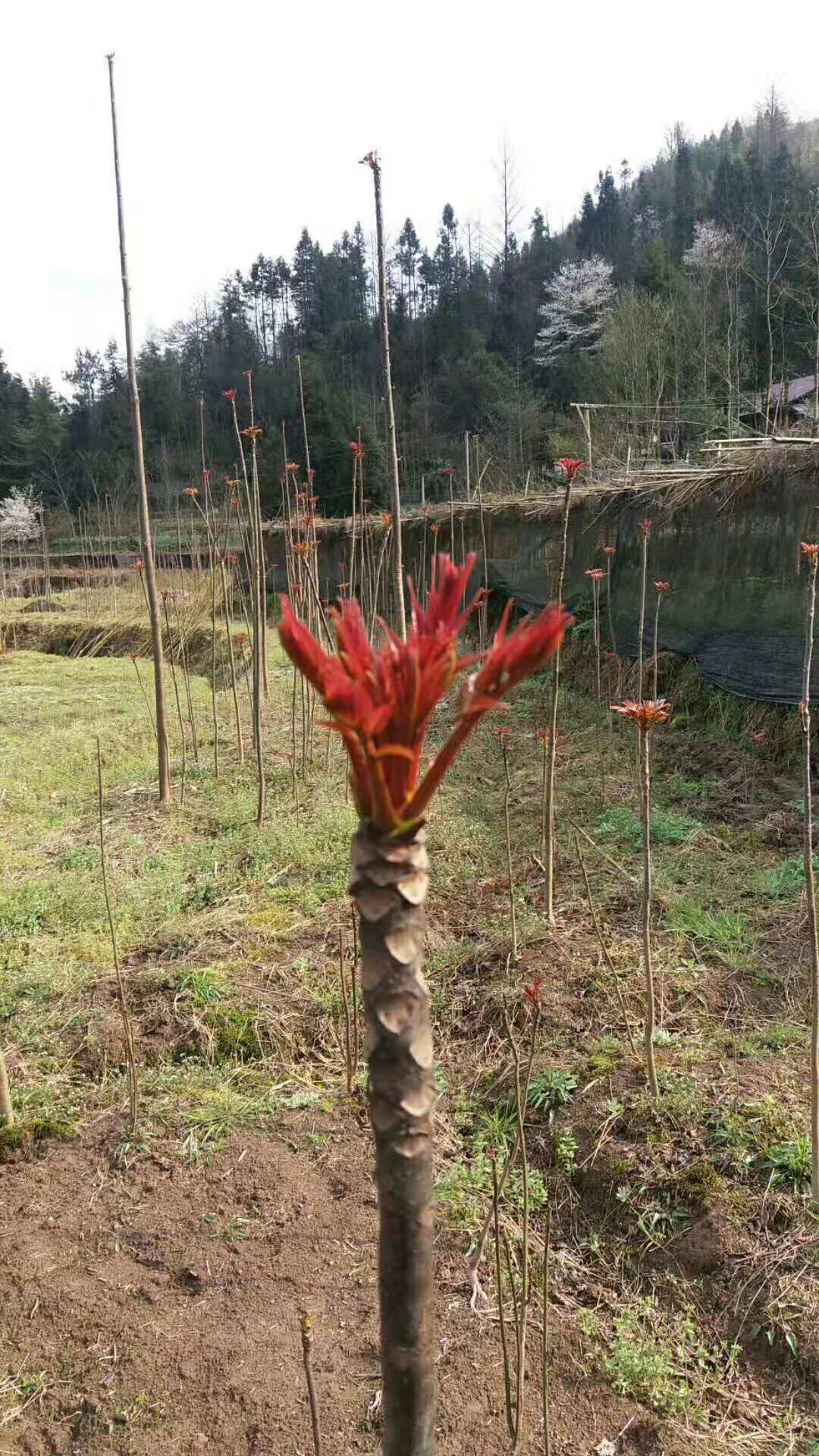 湖北恩施香椿苗-優(yōu)質(zhì)供應(yīng)商-種植基地-優(yōu)質(zhì)商品批發(fā)價(jià)格