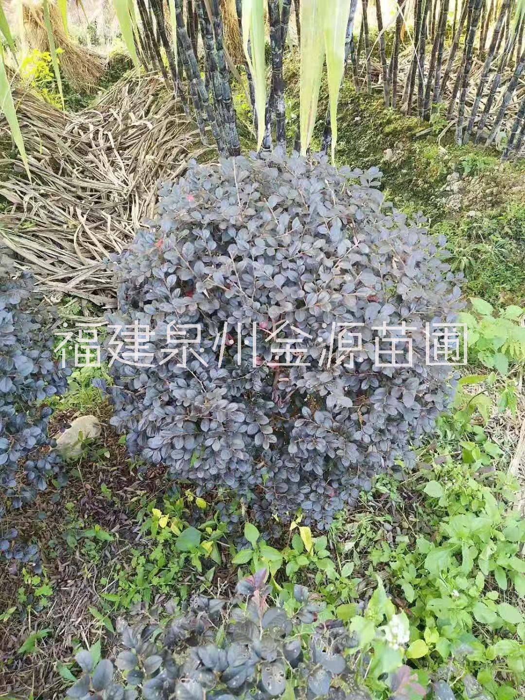 福建優(yōu)質(zhì)紅花繼木球批發(fā)價-報價-價格-多少錢，福建紅花繼木小苗苗場苗圃電話，福建紅花繼木小苗供貨商