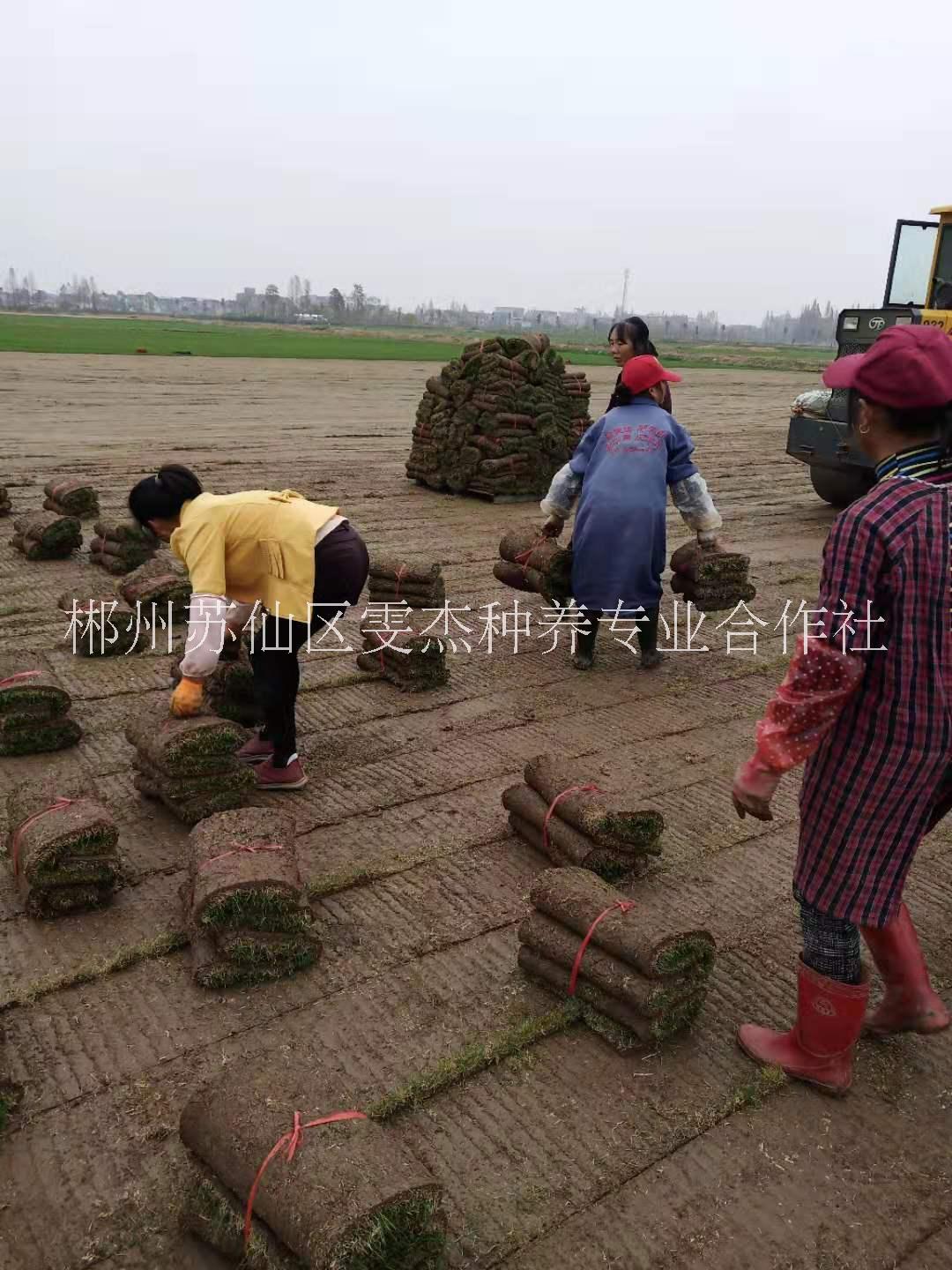 百慕大黑麥草混播草草場  綠化園林用草  基地一手價供應