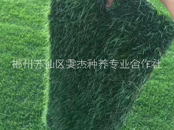 百慕大黑麥草混播草草場  綠化園林用草  基地一手價供應