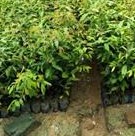 紅錐 紅錐批發(fā)價(jià)格 紅錐種植基地
