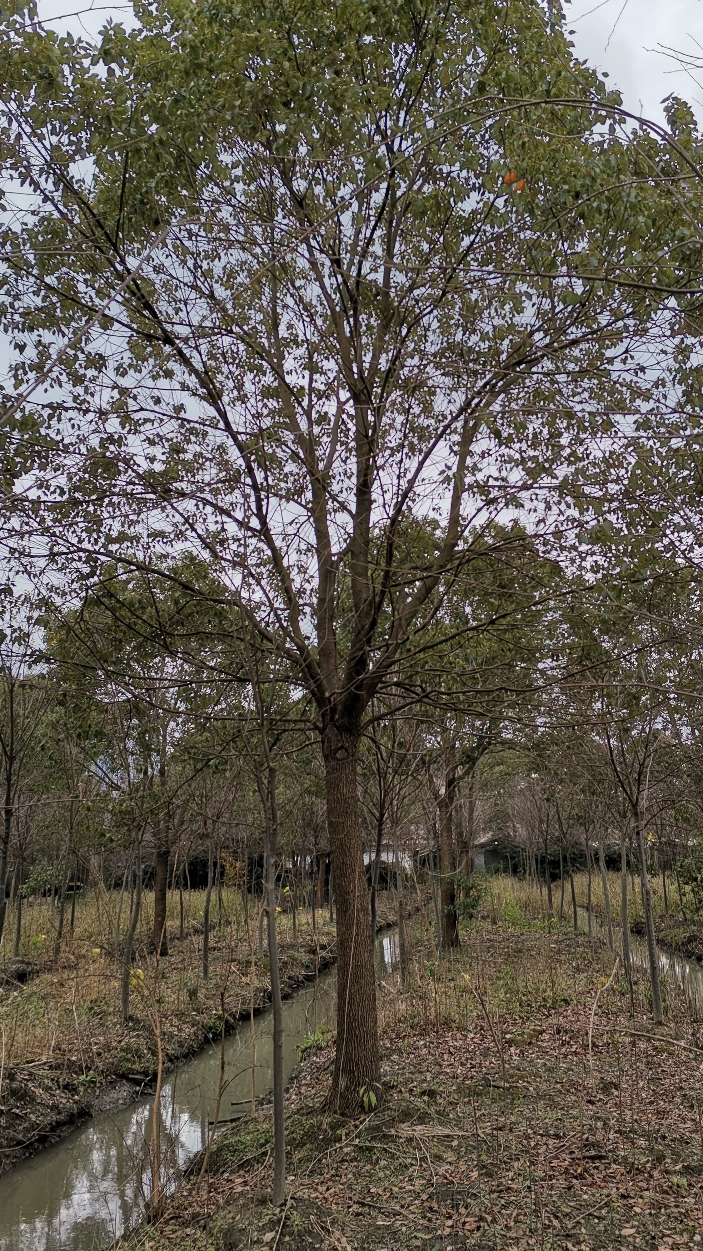 香樟樹種植基地10-30公分香樟10-15-18-20-22-25大量供應(yīng)