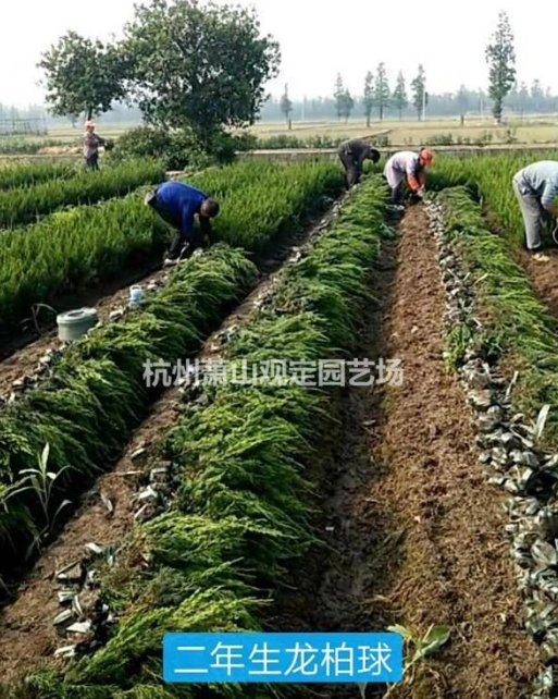浙江杭州二年生龍柏球基地-2020浙江杭州二年生龍柏球批發(fā)價格-優(yōu)質(zhì)供應(yīng)商