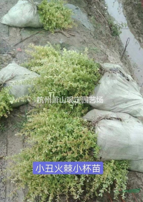 浙江杭州小丑火棘小杯苗基地-2020浙江杭州小丑火棘小杯苗批發(fā)價格-優(yōu)質(zhì)供應商