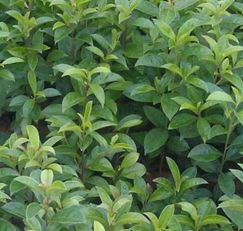 鐵冬青杯苗 廣州鐵冬青杯苗批發(fā) 鐵冬青杯苗種植基地