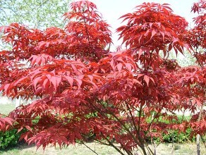 郯城縣紅楓種植基地 紅楓小苗價(jià)格 10公分紅楓價(jià)格