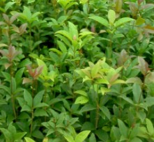 丹桂杯苗 如何種植丹桂杯苗 大量供應(yīng)丹桂杯苗