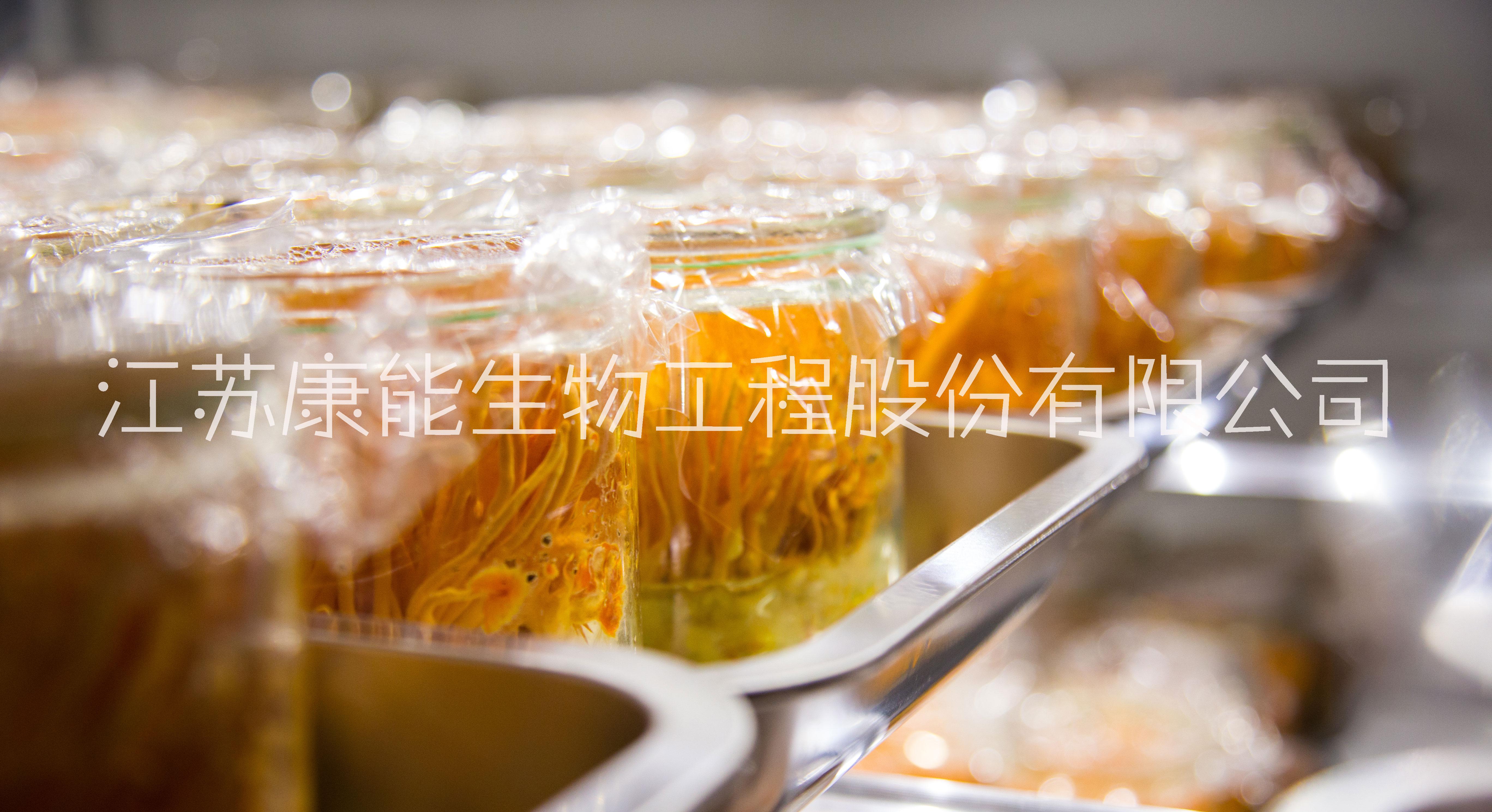 蛹蟲草廠家_蛹蟲草供應(yīng)商_高蟲草