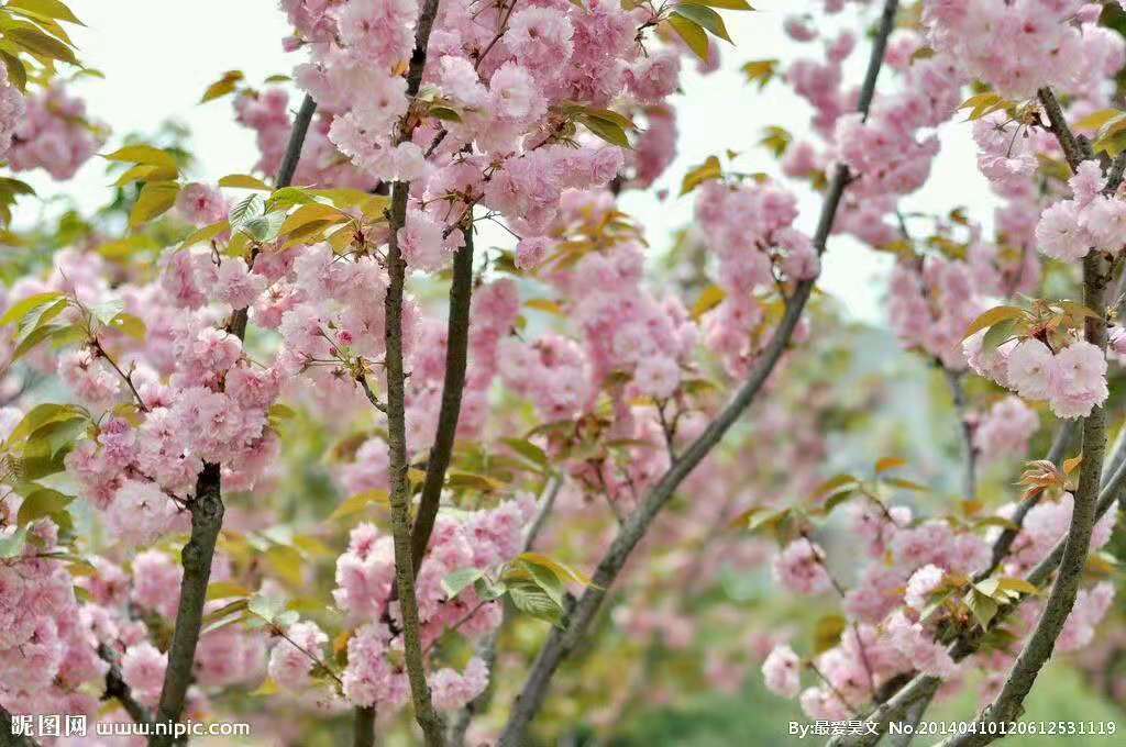 江蘇邳州櫻花3到20公分早櫻基地-江蘇徐州常年出售早櫻基地直銷-江蘇哪里有早櫻賣-邳州櫻花批發(fā)價格