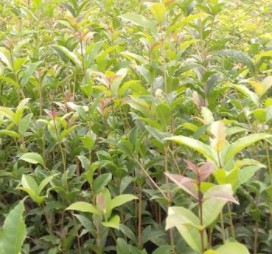 丹桂杯苗 如何種植丹桂杯苗 大量供應(yīng)丹桂杯苗