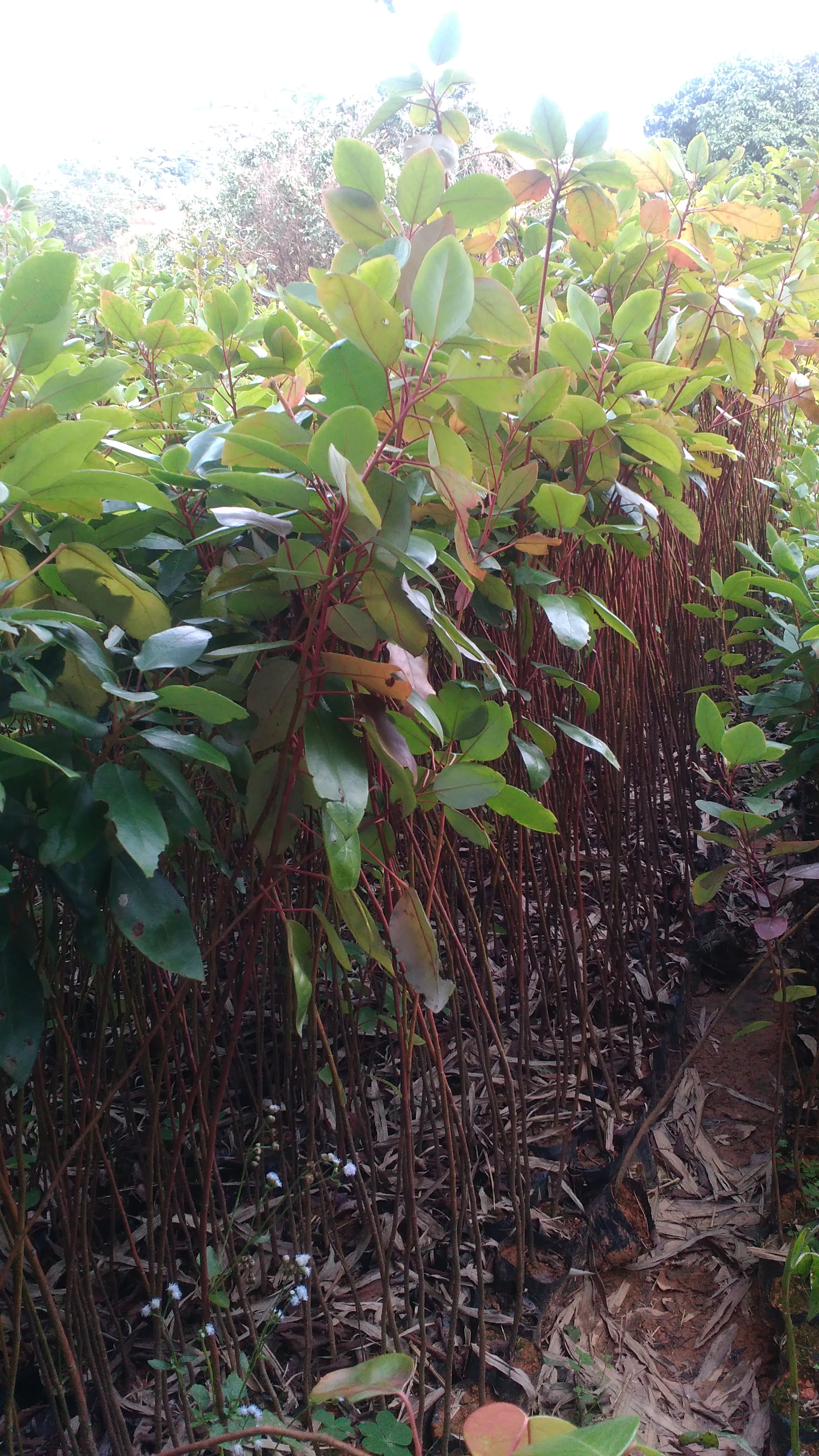紅苞木杯苗 如何種植紅苞木杯苗 大量供應(yīng)紅苞木杯苗