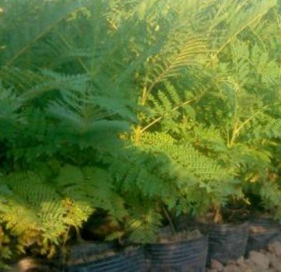 藍花楹杯苗 如何種植藍花楹杯苗 大量供應藍花楹杯苗