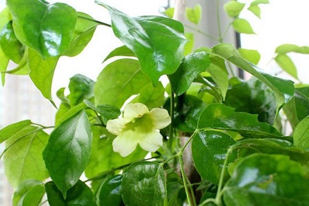 供應(yīng)綠寶樹 5公分天竺桂 玉林3公分九里香 海南菜豆樹