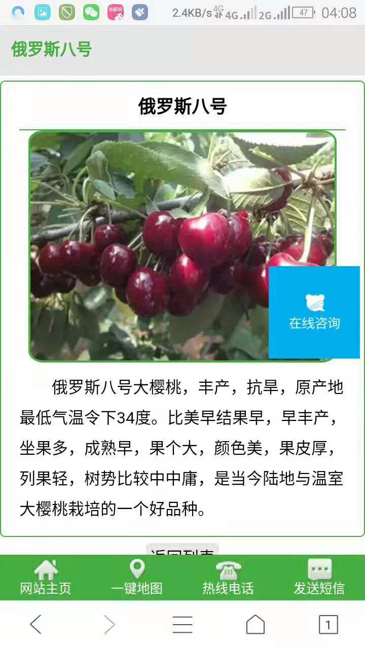 俄羅斯8號(hào)櫻桃苗種植，俄羅斯8號(hào)櫻桃種子直銷，俄羅斯8號(hào)櫻桃苗批發(fā)價(jià)格