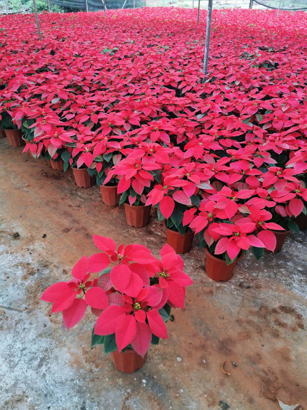 海南?？谝黄芳t基地-海南一品紅價格-海南一品紅批發(fā)【海南南美綠化園林】