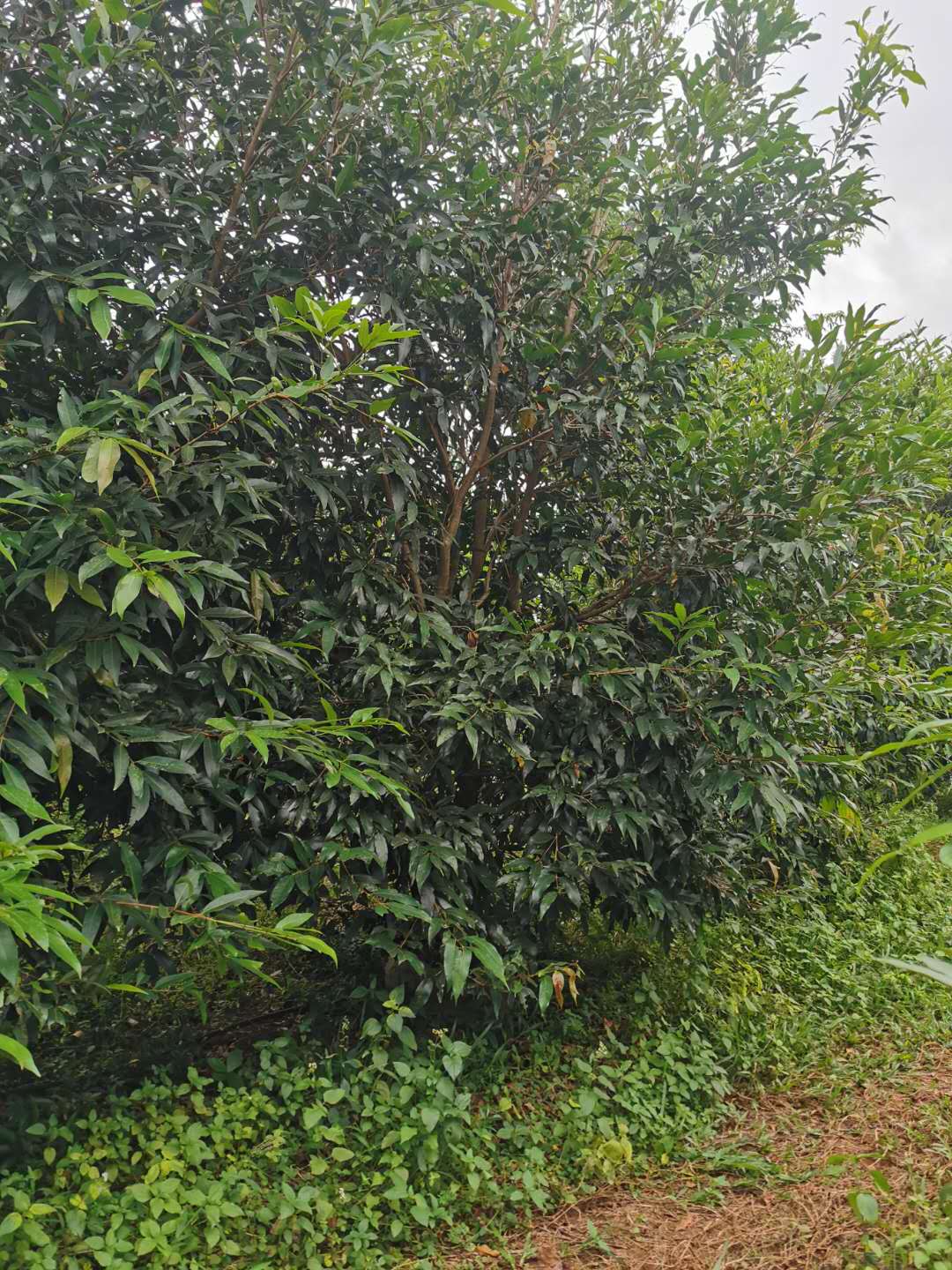 海南海口叢生水葡萄基地-海南叢生水葡萄價格-海南叢生水葡萄批發(fā)【海南南美綠化園林】