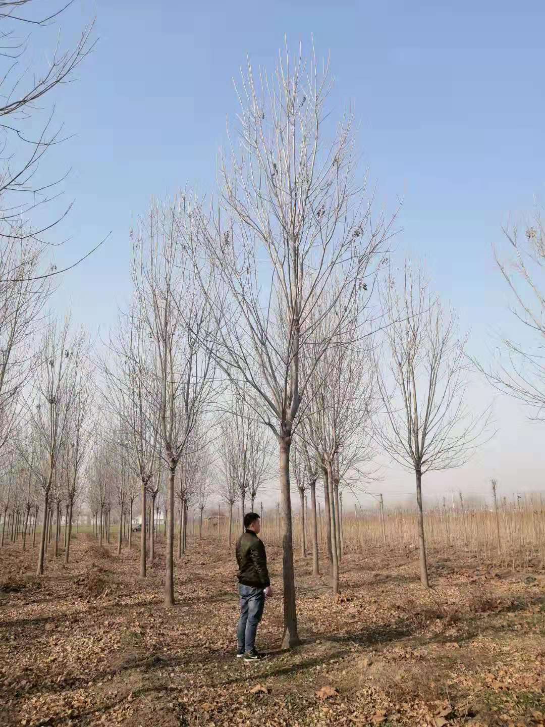 濟(jì)寧白蠟小苗價(jià)格_白蠟小苗基地_白蠟小苗-【山東濟(jì)寧金彪園林種植基地】
