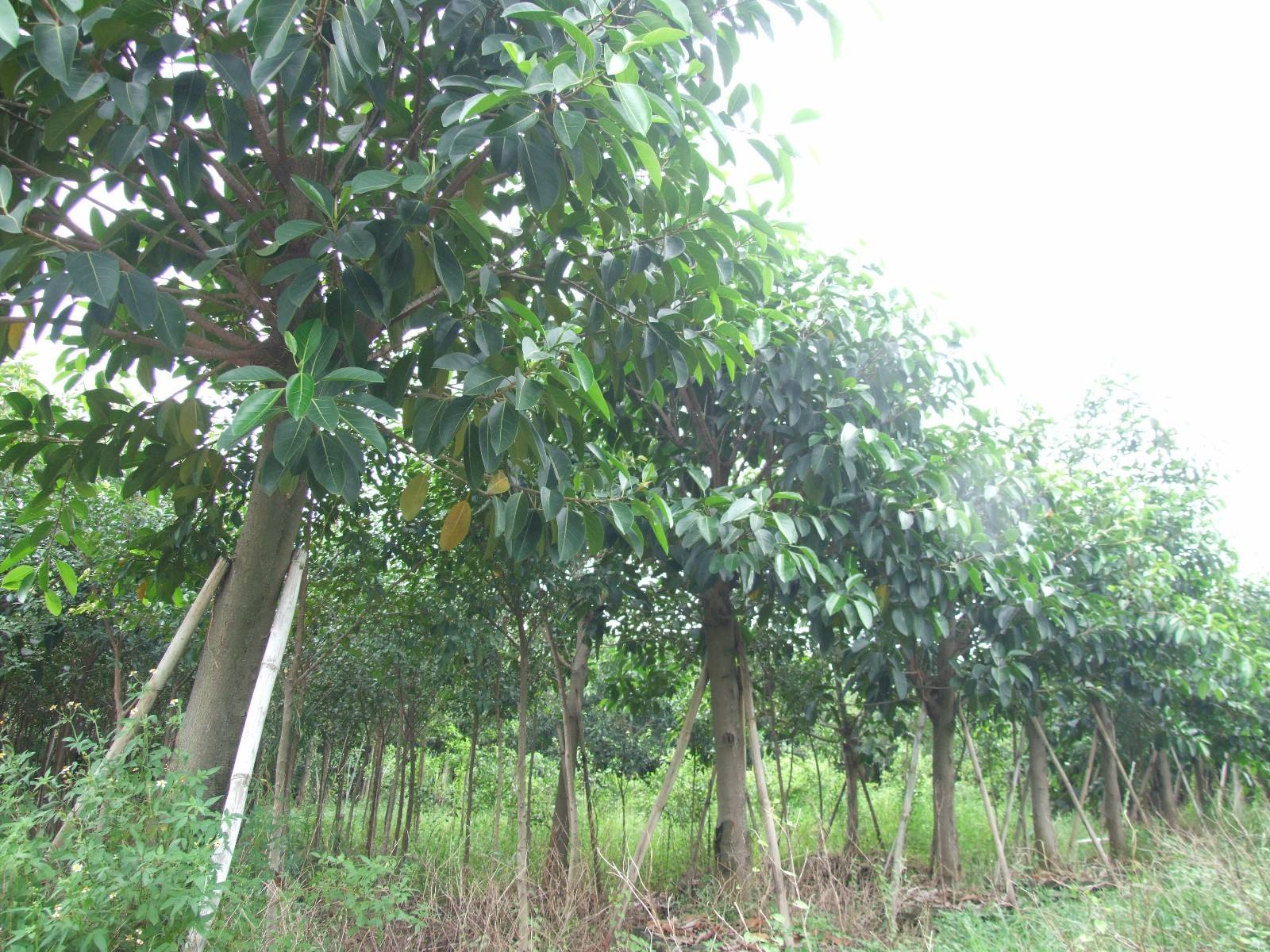 供應(yīng)廣西小葉榕和大葉榕基地 高山榕和小葉榕苗二區(qū)