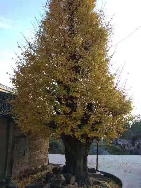 銀杏樹(shù)∣銀杏樹(shù)苗∣銀杏樹(shù)基地-廣西興安縣廣源苗木場(chǎng)