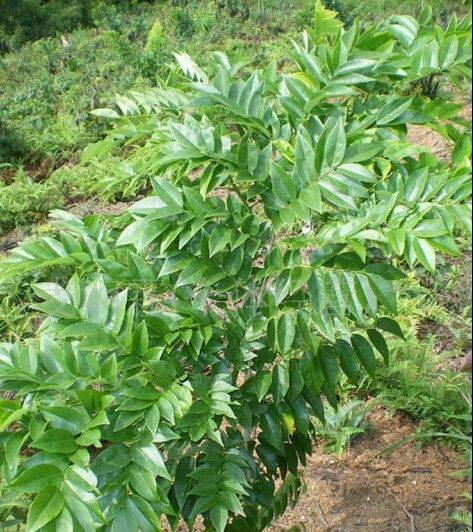 供應(yīng)廣西玉林黃花梨苗 黃花梨樹培育基地