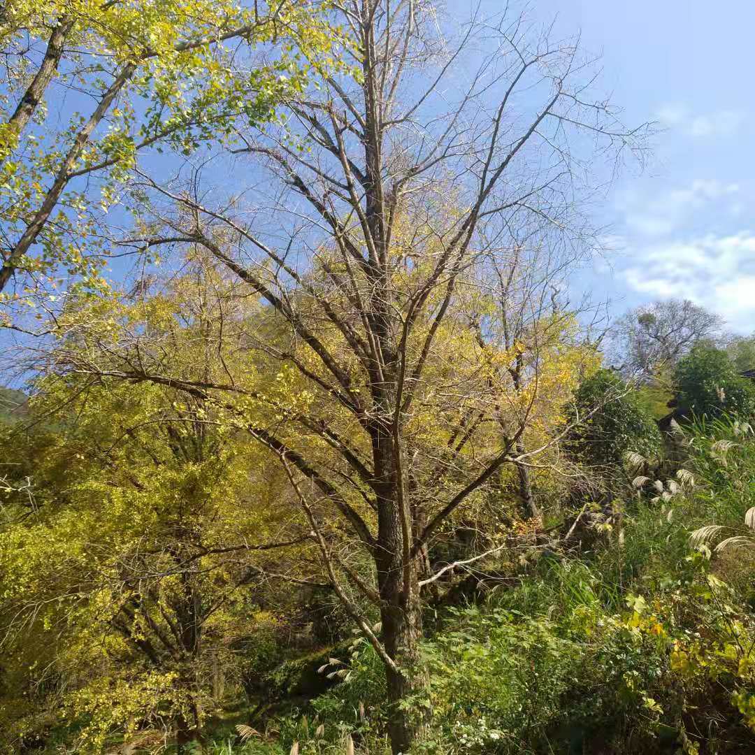 銀杏樹(shù)∣銀杏樹(shù)苗∣銀杏樹(shù)基地-廣西興安縣廣源苗木場(chǎng)