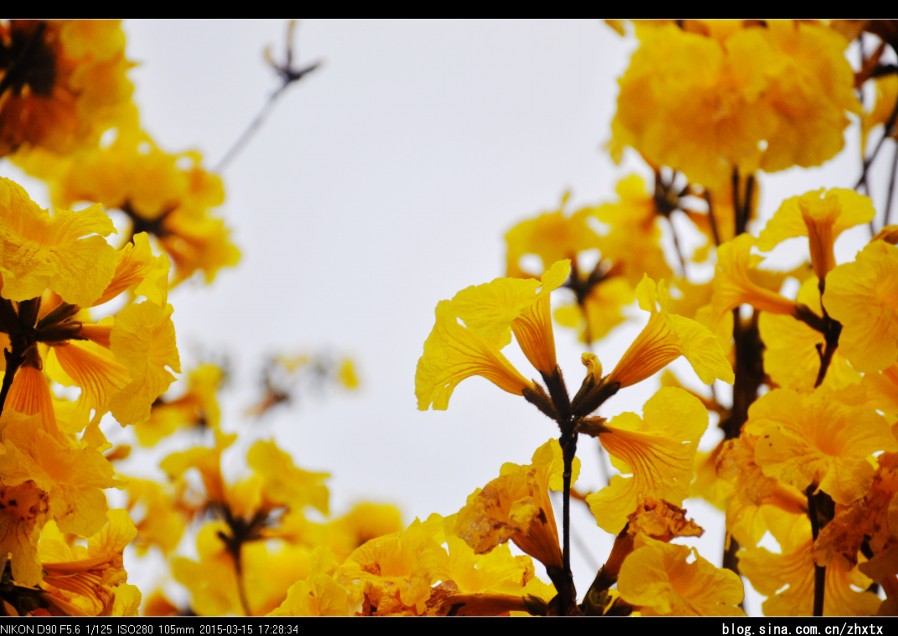 供應(yīng)廣西黃花風(fēng)鈴木簡介 黃花風(fēng)鈴苗木站