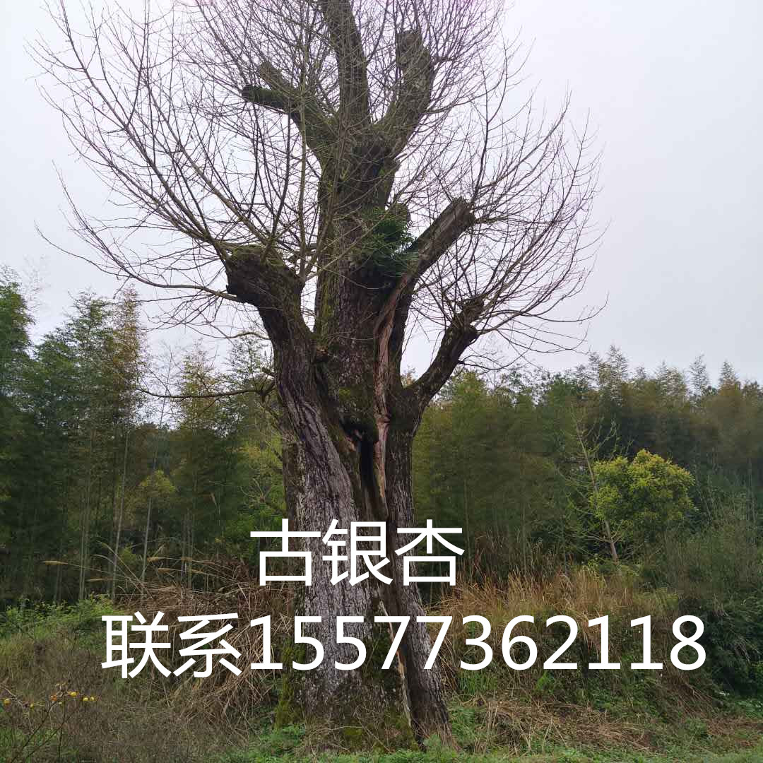 銀杏樹(shù)∣銀杏樹(shù)苗∣銀杏樹(shù)基地-廣西興安縣廣源苗木場(chǎng)