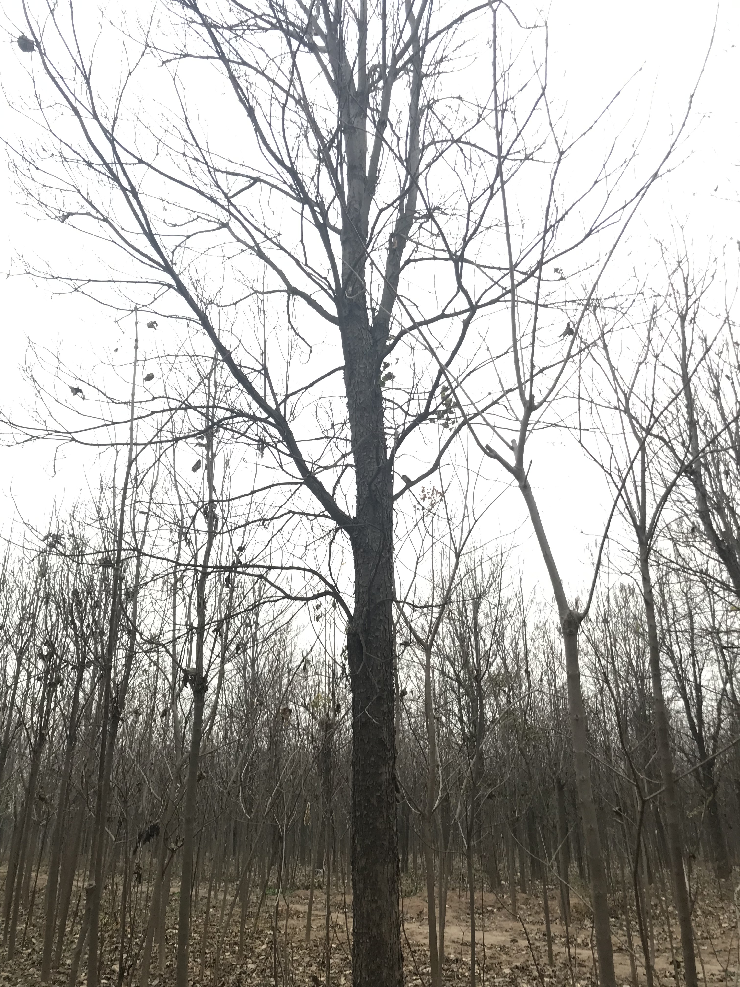 楸樹(shù)30公分以上價(jià)格，種植基地，批發(fā)價(jià)