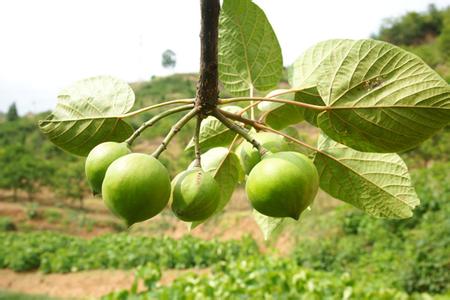 供應(yīng)廣西千年桐種子種苗基地 桐油種子和油桐種子苗主產(chǎn)區(qū)