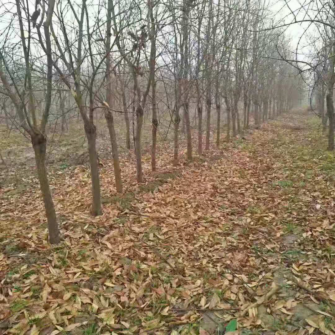 河陰石榴苗 軟籽石榴樹苗種植基地 石榴樹苗基地批發(fā)