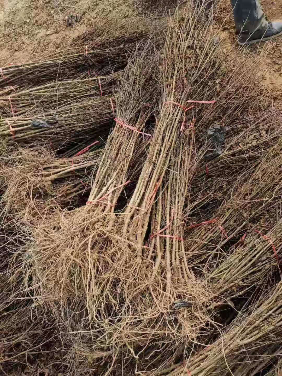 河陰軟籽石榴樹苗 一年石榴樹苗供應(yīng) 河南果苗種植基地直銷