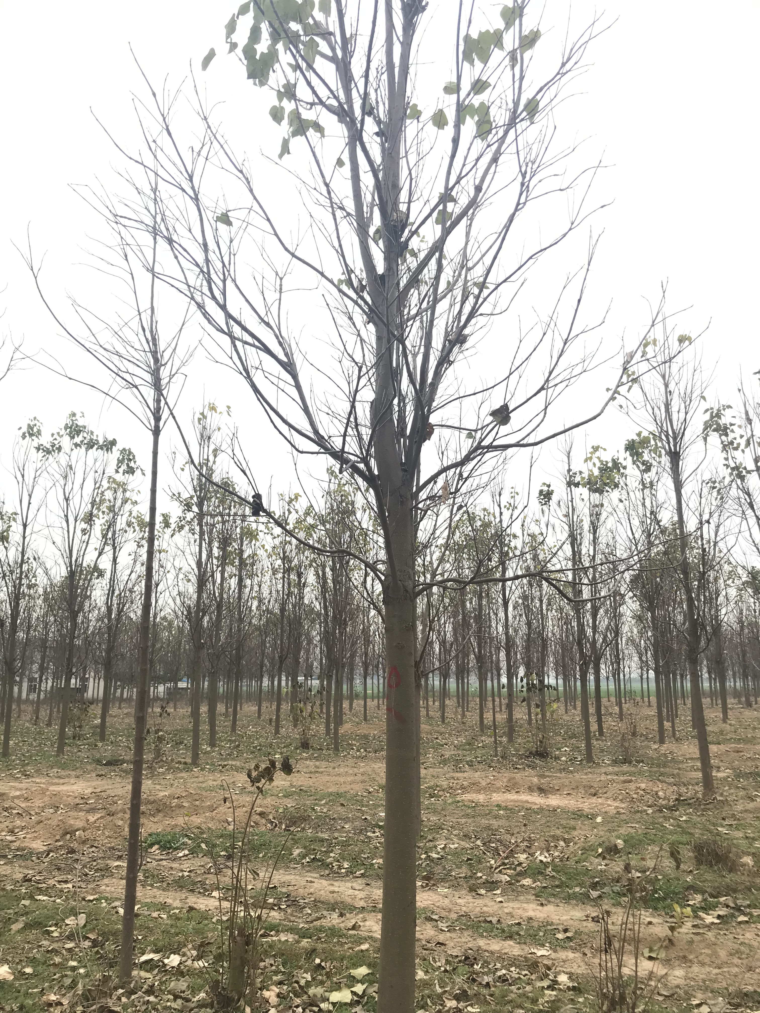 楸樹(shù)10-15公分種植基地，批發(fā)價(jià)，報(bào)價(jià)