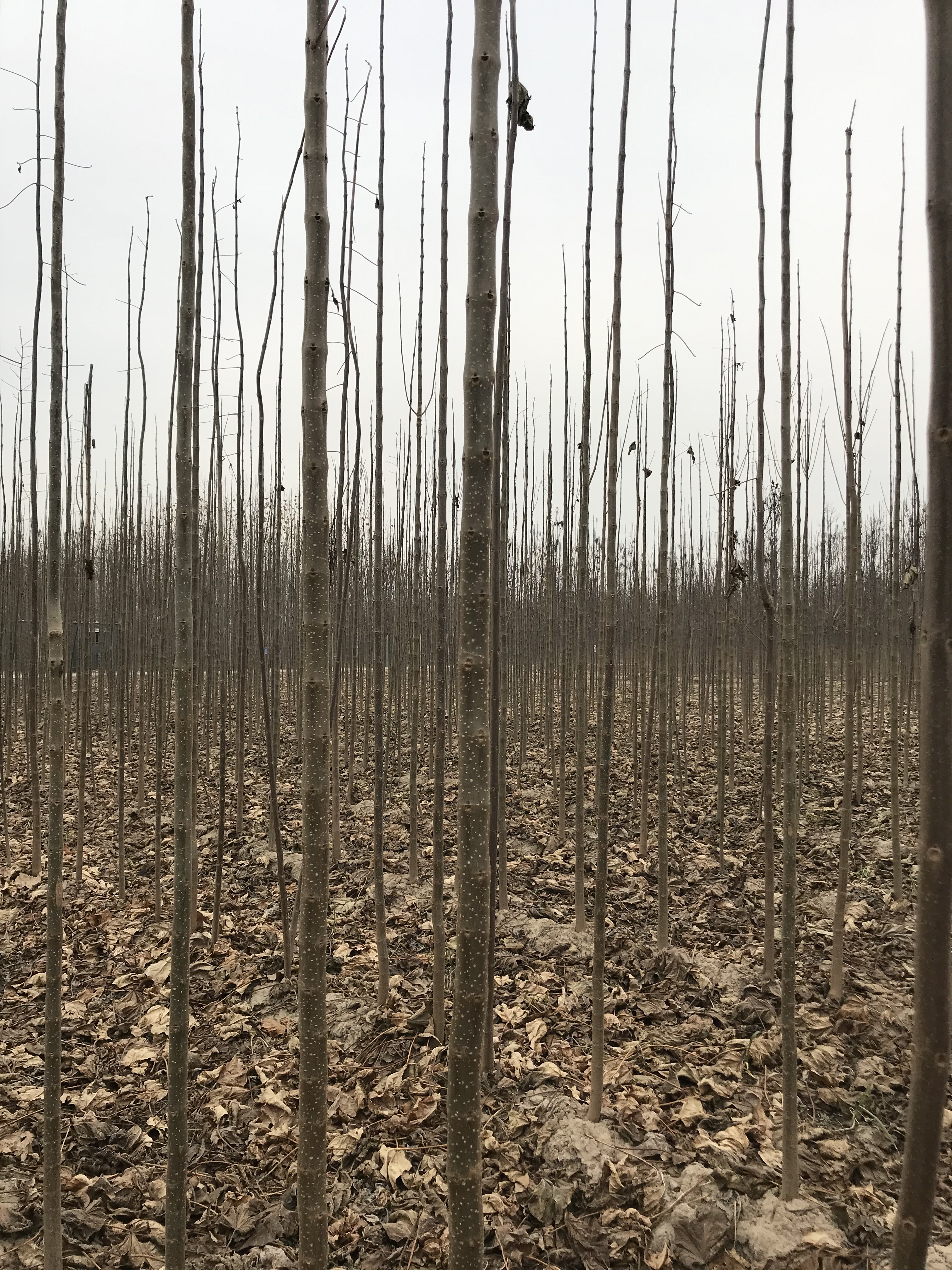 楸樹2-5公分種植基地，批發(fā)價，報價