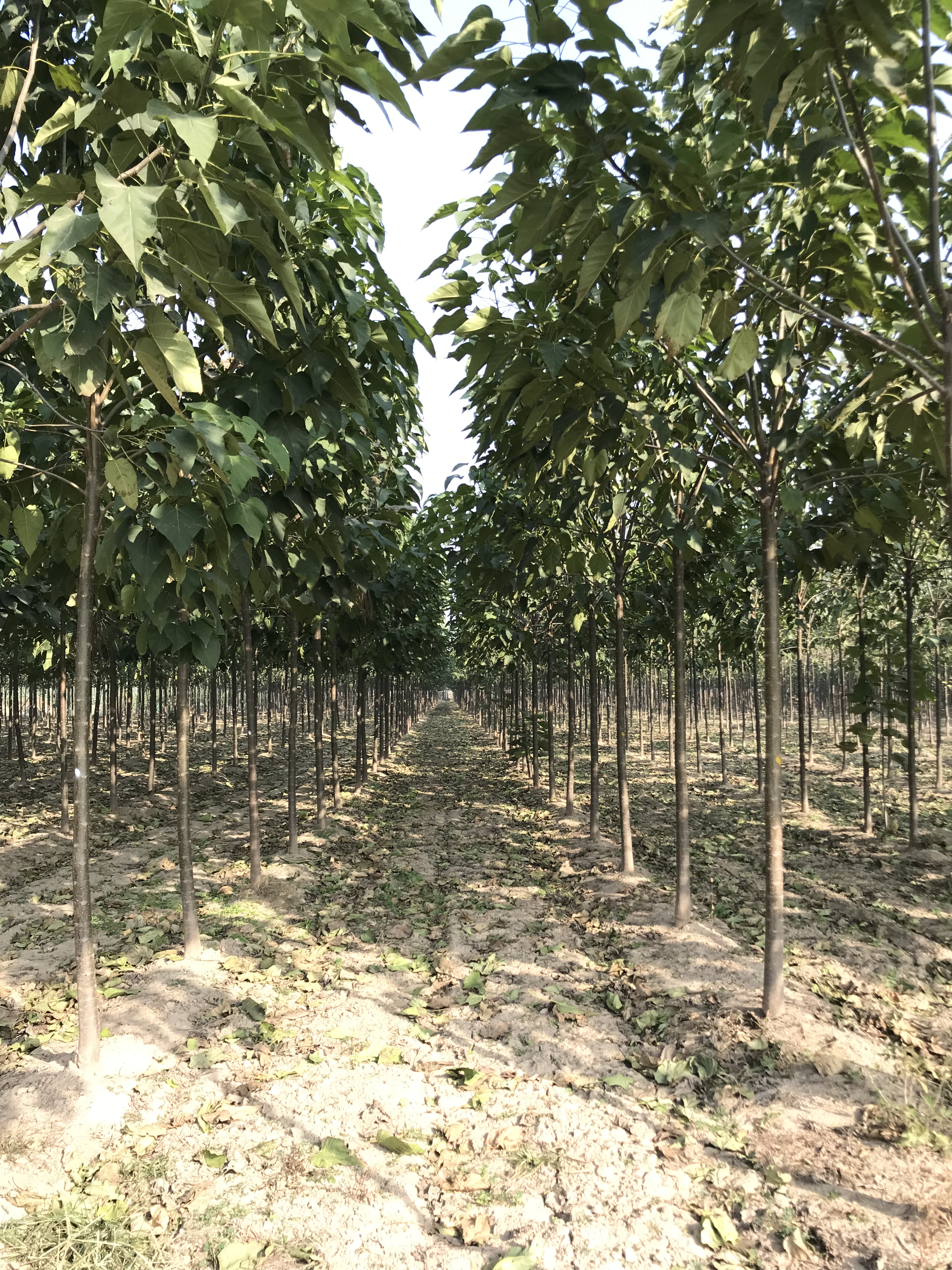 楸樹5-8公分價格，種植基地，批發(fā)價