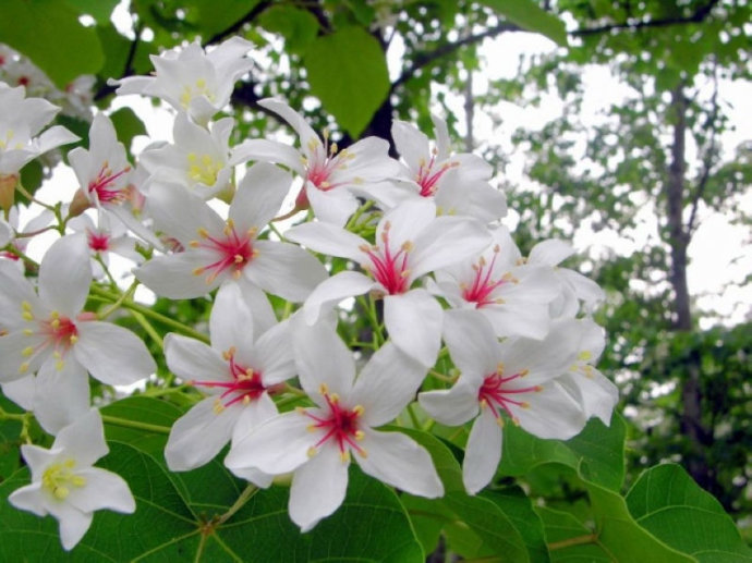 供應(yīng)廣西千年桐種子種苗基地 桐油種子和油桐種子苗主產(chǎn)區(qū)