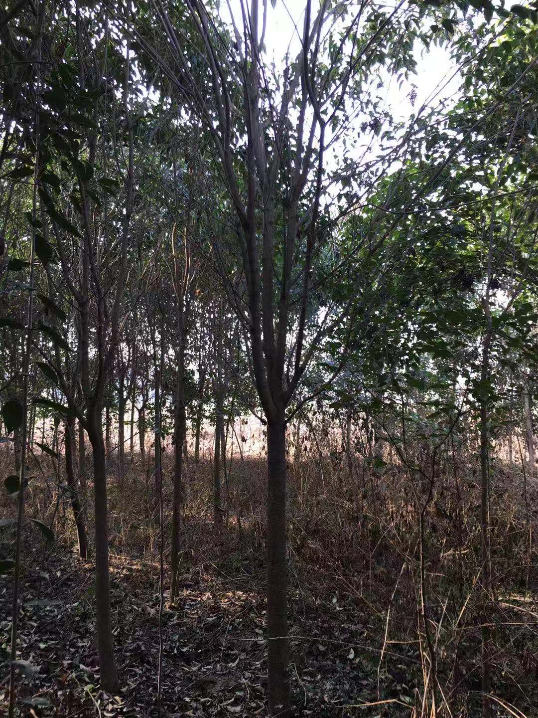 河南大量銷售大葉女貞樹苗基地_批發(fā)價格