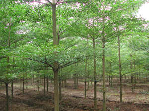 供應(yīng)小葉欖仁和大葉欖仁種植技術(shù) 小葉欖仁苗和大葉欖仁苗培育場