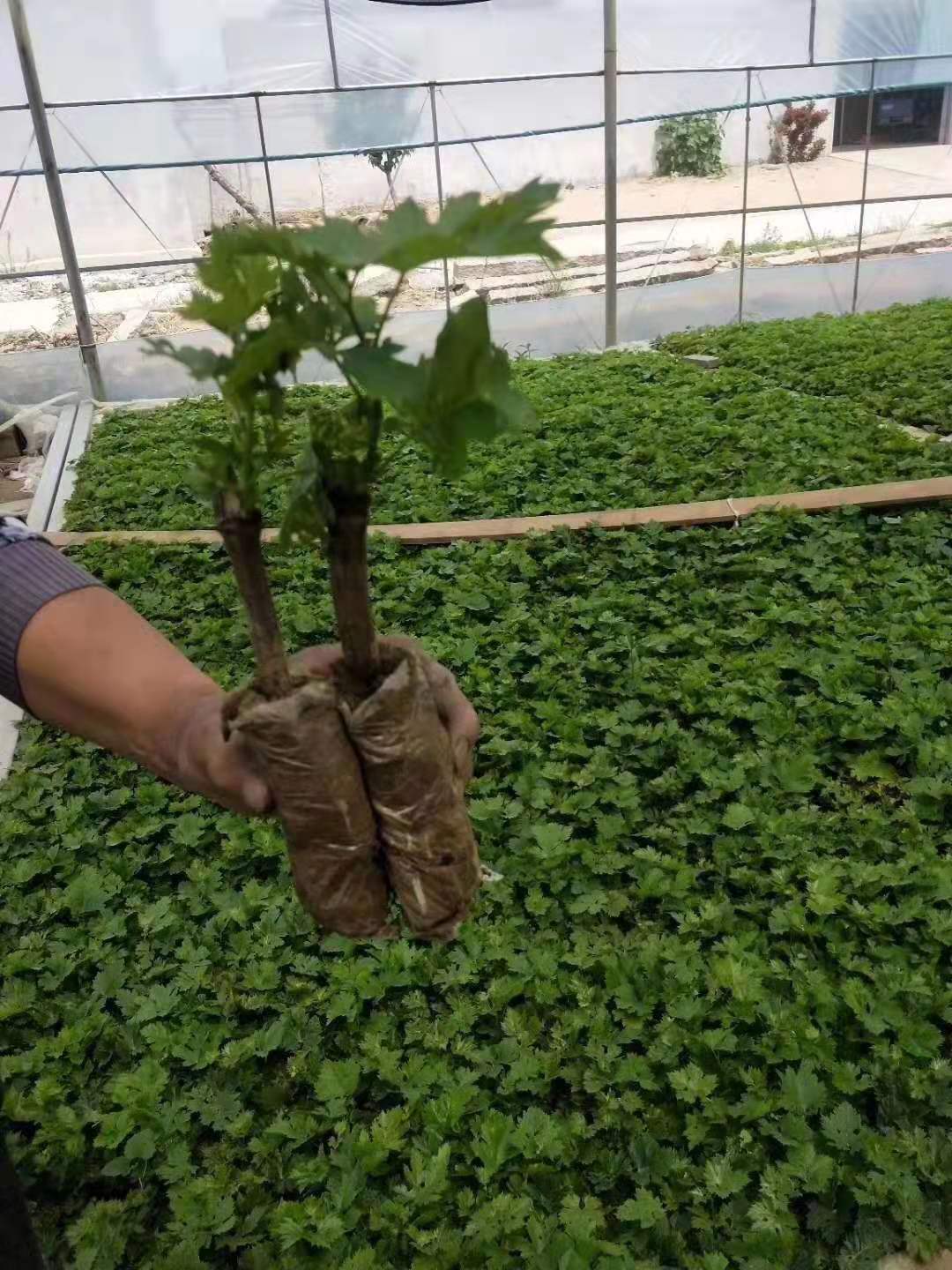 山東泰安京亞葡萄苗，巨豐葡萄苗價(jià)格，紅提葡萄苗基地，黑提葡萄苗批發(fā)
