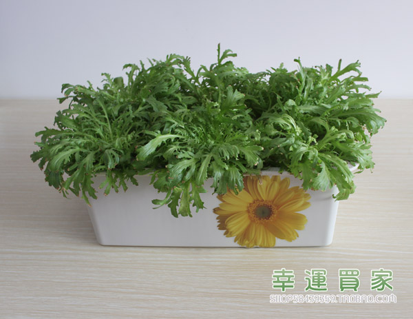 幸運(yùn)買家無土栽培設(shè)備家庭懶人陽臺(tái)育苗蔬菜種菜機(jī)24孔水培種植箱 種植箱 水培 無土栽培 室內(nèi)家庭