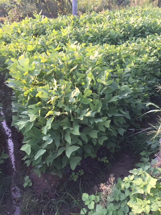 江西馬褂木基地 馬褂木小苗 一年馬褂木小苗