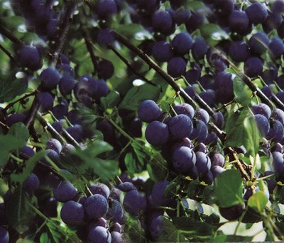 廣西酸梅基地批發(fā) 熱銷果苗，銷往云南，廣東，四川，湖南，江西