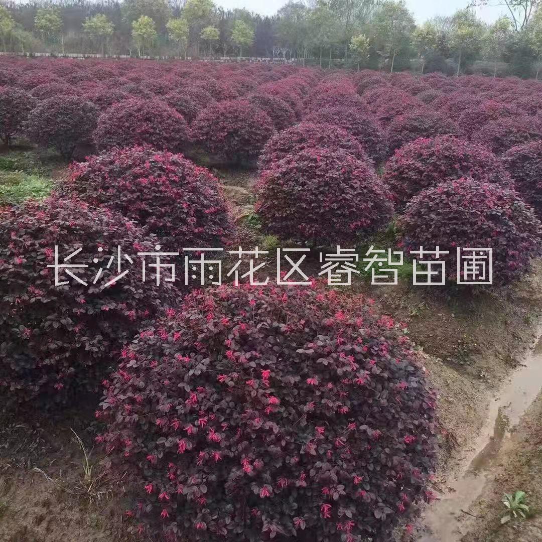 供應(yīng)各種工程小苗批發(fā)報價種植基地 工程小苗紅桎木
