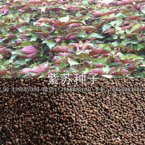 紫蘇種子,藥用紫蘇種子價格,大紫蘇籽批發(fā)