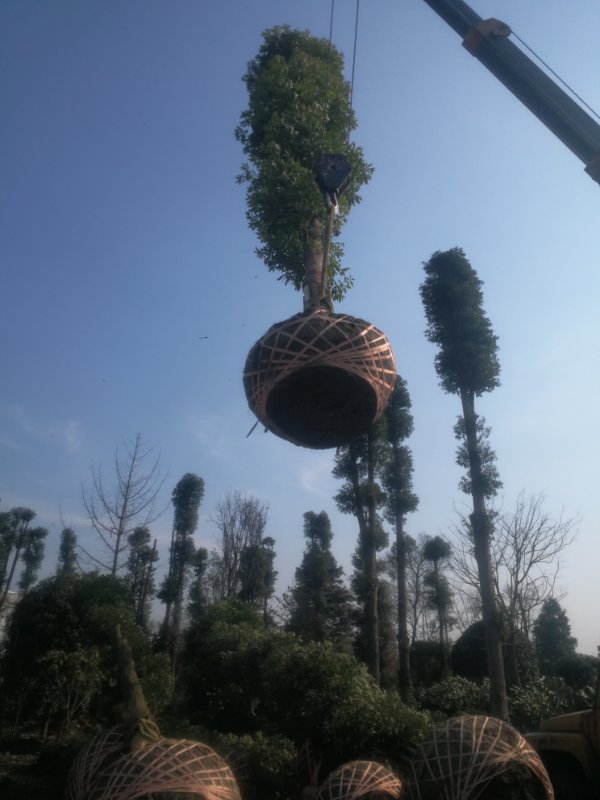 【行情】四川3-60公分金絲楠木供貨商 四川3-60公分金絲楠木批發(fā)【成都金絲楠木基地】