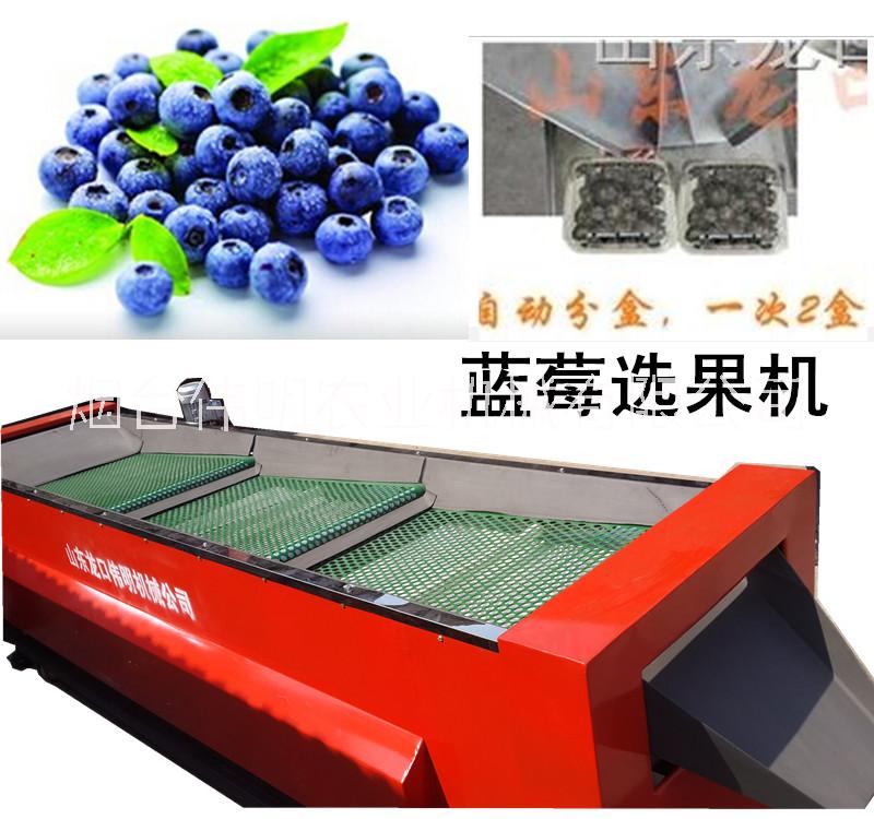 供應(yīng)煙臺(tái)偉明藍(lán)莓選果機(jī)可直接裝盒